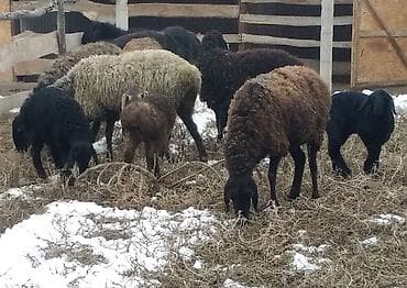 овцы токмок: Продаю | Овца (самка), Ягненок, Баран (самец) | Для разведения | Котные, Матка, Ярка — 6