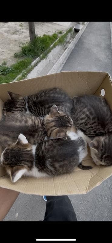 Животные: Котята тигрового окраса - Помёт котят с классическим — 1