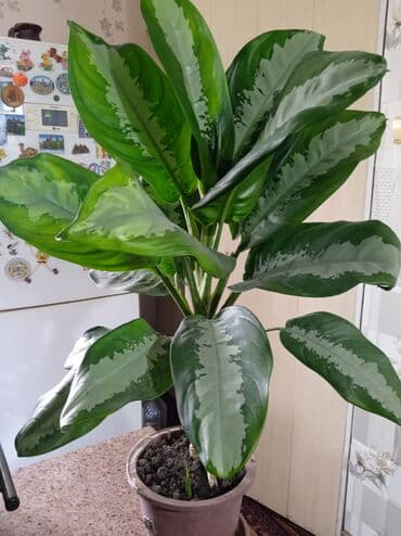 Аглаонема (Aglaonema), крупный комнатный экземпляр в горшке. -