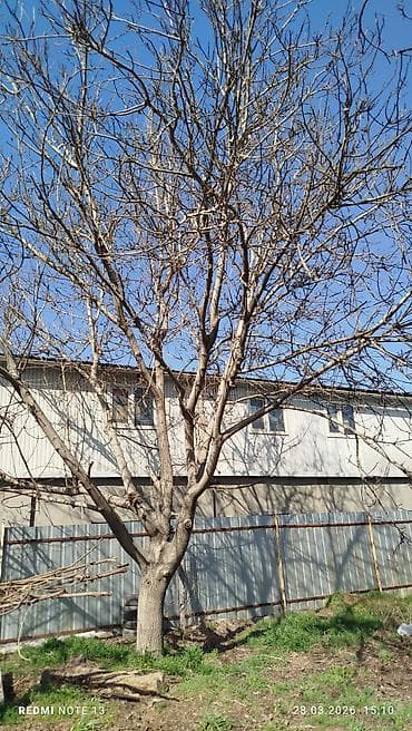 леса кок жар: Жангак отуну.Озунор жыгытып аралап кетесинер.2туп бар.1тубу 1000сомдон — 4