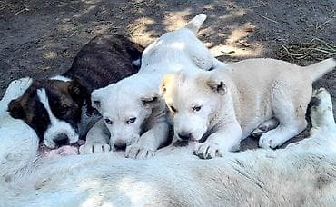 Иттер сатылат: Щенки среднеазиатской овчарки (Алабай) - Порода: среднеазиатская — 1