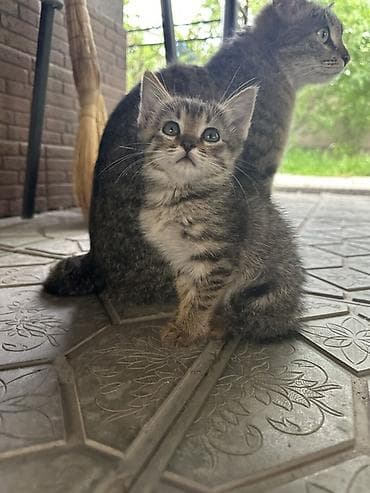 Продажа кошек: Котята, домашние, от кошки-курильский бобтейл. Описание: - Окрас — 7