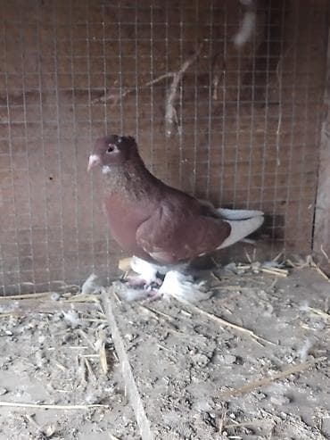 А/ч жаныбарларын сатам: Продам голуби🕊 срочно🆘 игра есть не болеют гарантием даю одна штука — 6