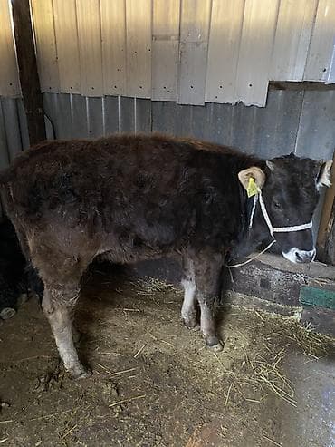 алабай маленький: Продаю | Музоо, торпок | На откорм — 1