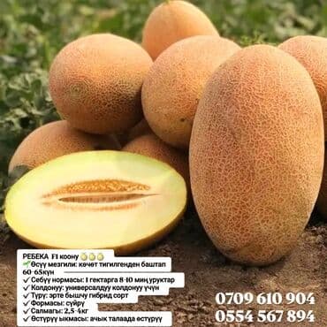 продам мясо: Семена овощей: Помидоры, Огурцы, Лук, Самовывоз, Бесплатная доставка, Платная доставка — 10