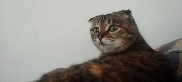 Отдам даром кошку: Шотландская веслоухая коша — 3