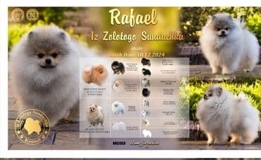 сколько стоит йорки: Шпиц, 11 месяцев, Самец, С прививкой — 8