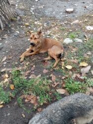 жилетка для мальчика: Очень нужна помощь людей, собаку привезли и оставили на районе, пока — 4