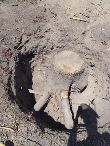 слом дома и вывоз мусора цена: Пилю деревья, дрова, корчевание пней, кустарников, расчистка — 4