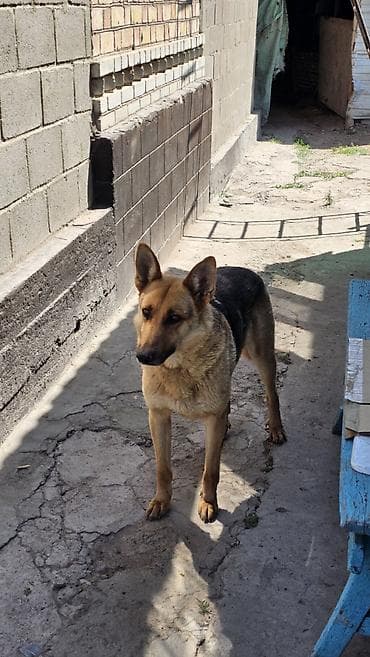 зоомагазин бишкек орто сай: Немис овчаркасы, 3 жаш, Эркек, Эмделген — 3