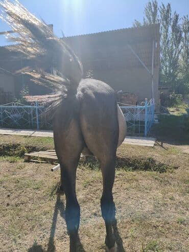 отдам породистую собаку: Продаю | Жеребенок | Английская — 4