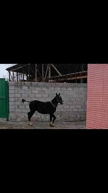 Айыл-чарба жаныбарлары: Сатам | Тай | Ат спорту — 4