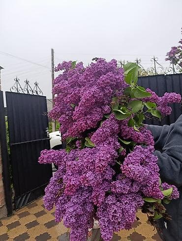 Сирень калированная❤️💜 насыщенно-фиолетовая ❤️😍отличная возможность