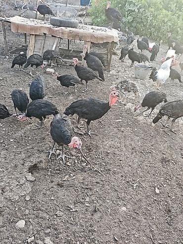 еер токум: Продаю | Индюшата | На забой — 2