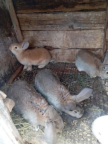 кролик декоративный: Продаю | Крольчата | Для разведения | Племенные — 1