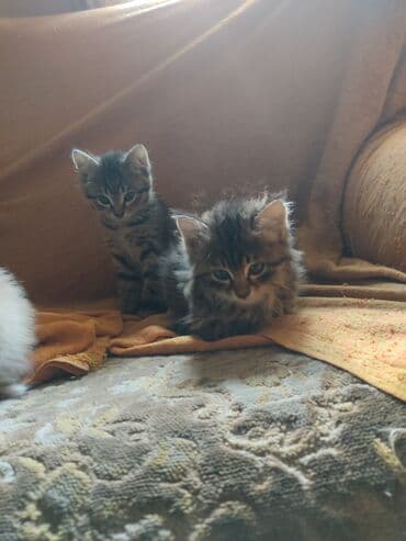 новорожденные котята: Котята домашние, пушистые, разного окраса: - дымчато-серые тигровые с — 2
