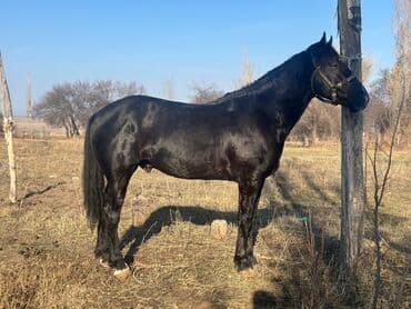 отдам бесплатно вислоухих котят: Продаю | Жеребец | Рабочий — 1