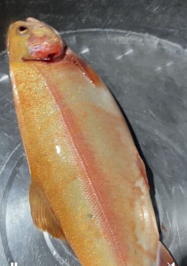 купить аквариум для рыбок недорого: Жаңы кармалган — 4