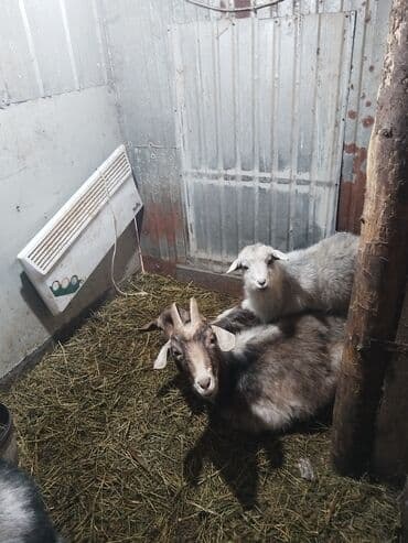 зааненские козы где можно купить и цена: Продаю | Коза (самка), Козёл (самец), Козлёнок | На забой, Для разведения | Котные, Осеменитель — 5