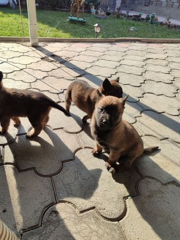 купить щенка чихуахуа: 25.10.25 документамиЩенки породы, бельгийскую овчарку (малинуа) - — 10