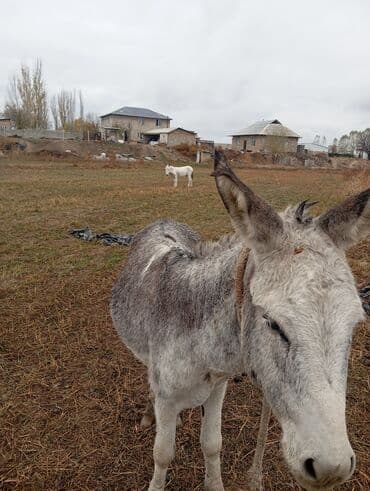 седло для осла: Осёл (серый, короткошёрстный) - Порода/тип: домашний осёл, масть — 4