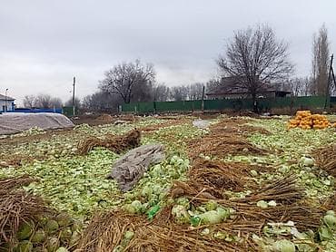 эшик двери: Капуста Ак капуста, Дүңүнөн — 2