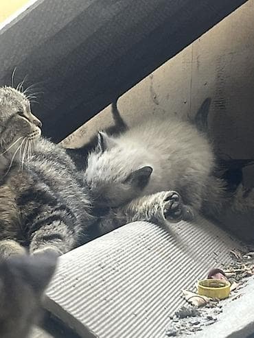 отдаём: Отдам в добрые руки котят и маму-кошку!🌸 На фото — вся семья: мама и 4 — 3
