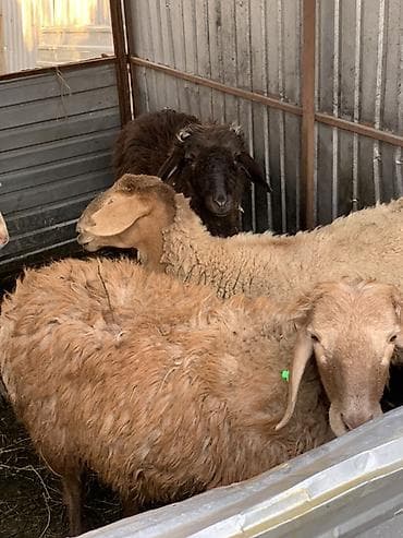 Продаю | Овца (самка), Баран (самец) | Для разведения