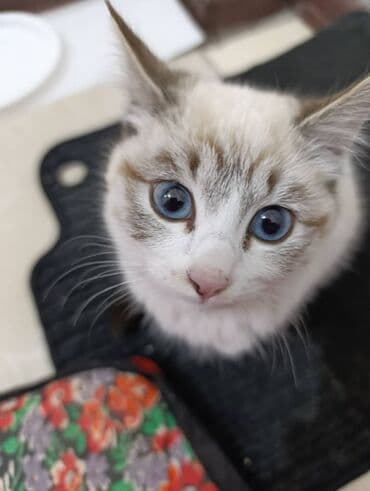 Грызуны: 🐾 Очаровательные котята ищут добрые руки! Наша кошка снова стала — 6