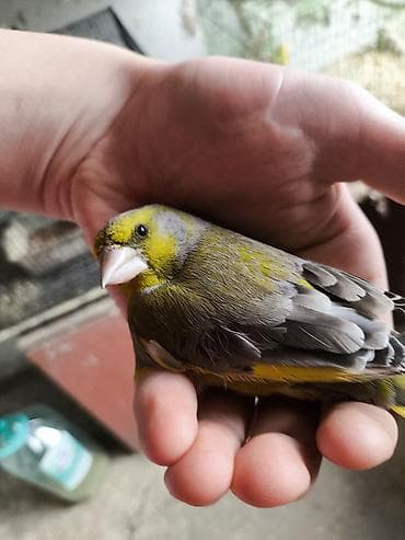 chi su: Зелёный щегол Зеленушка (chloris chloris) — декоративная певчая птица — 3