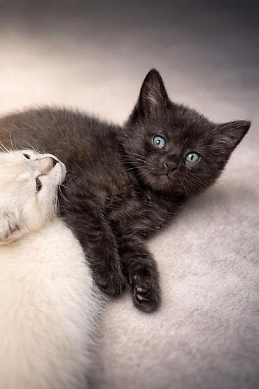 животные живые: 2 месяца, Мальчик, Черный, Приучена к лотку — 1