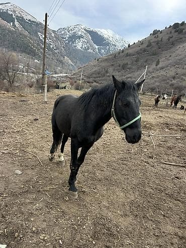 поилки для курей: Продаю | Конь (самец) | Рабочий — 1