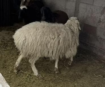хаски цена собака: Продаю | Овца (самка) — 4