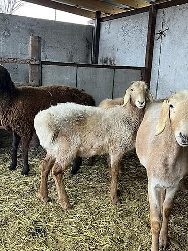 дончак ат: Продаю | Овца (самка) | Эдильбаевская | На забой — 4