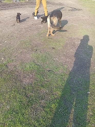 пудель карликовый цена: Немецкая овчарка, 2 месяца, Самка — 1