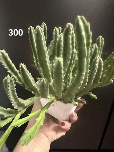 отдам даром комнатные цветы: Комнатные растения — мини-коллекция 1) Суккулент — 4