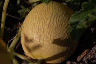 разнорабочий в бишкеке: Ищу бизнес партнера, инвестора, для выращивания овощей (открытый — 22