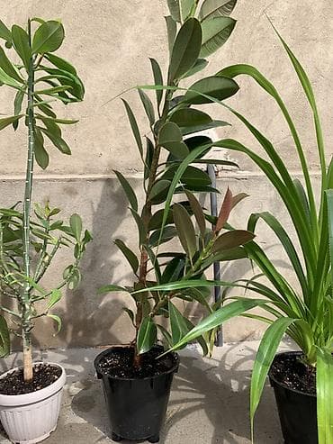 эластика: Комнатные растения в декоративных кашпо 1) Фикус эластика (каучуковое — 5