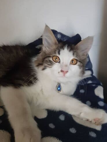 отдам кошечку в добрые руки: 2 месяца, Девочка — 1