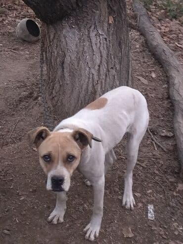 булдок ит: Алабай, 7 месяцев, Самка, С прививкой, С родословной — 8