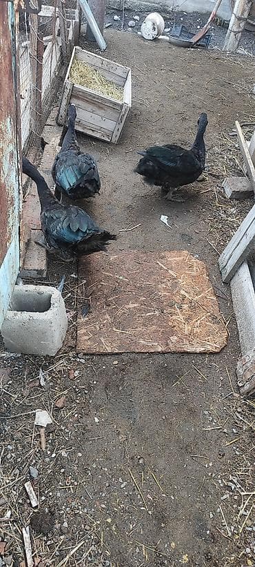 кунай минато: Селезни самцы Мускусные утки (3 шт), черного окраса.1 штук 1700 с - — 9