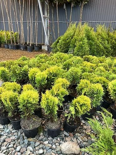 Үй жана бакча: Хвойные саженцы в контейнерах для озеленения участков - — 3