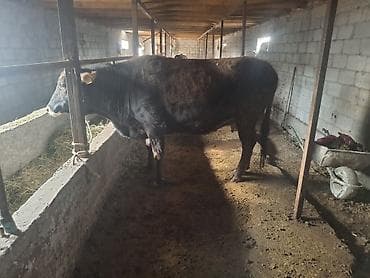 биг 6: Продаю | Бык (самец) | На откорм — 3