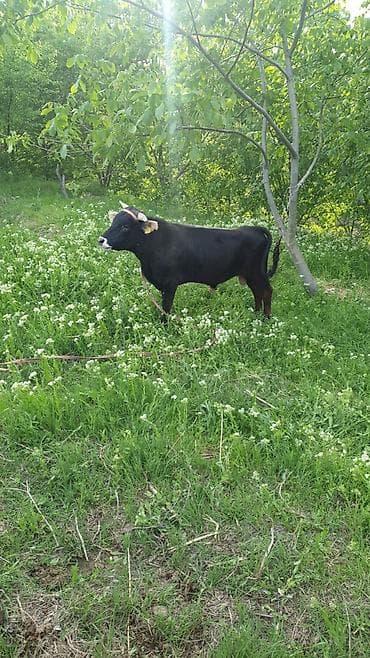 арашан ко: Сатам | Бука (эркек) | Бордоп семиртүү үчүн | Байланган — 7