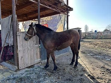 Собаки: Продаю | Жеребец | Рабочий — 2