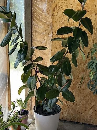 насос полив: Комнатные крупномеры в декоративных кашпо 1) Фикус эластика (Ficus — 2