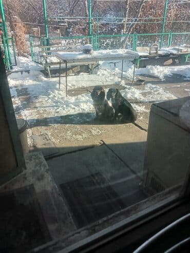 порода собак хаски цена: Щенки с пятнистым окрасом (коричнево-белые и черно-белые). - Помет из — 3