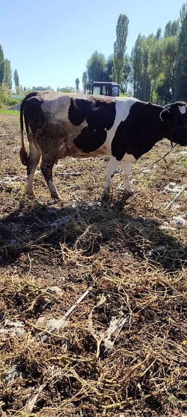 корова дойный: Продаю | Бык (самец) | Голштин | Для разведения | Племенные — 1