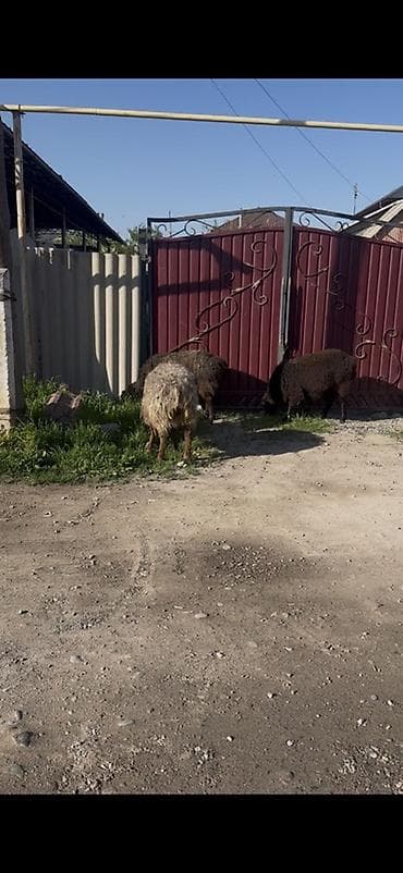 продаю кошара: Продаю | Овца (самка) | Для разведения — 4