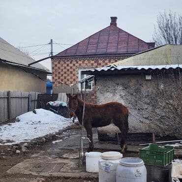 белый мёд: Продаю | Конь (самец), Жеребенок | Английская, Полукровка | Конный спорт, Для разведения — 7